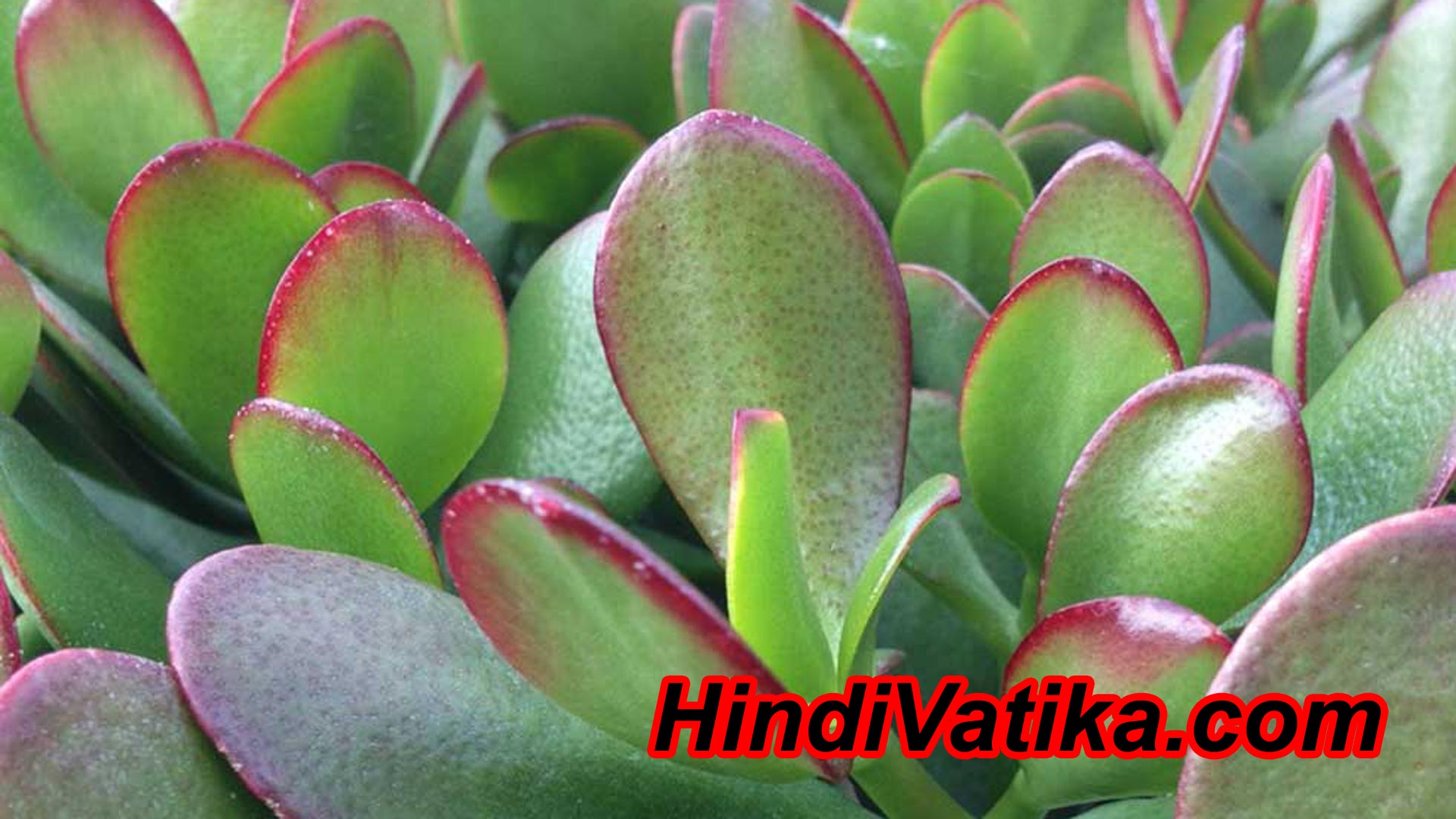 Crassula Plant in Hindi