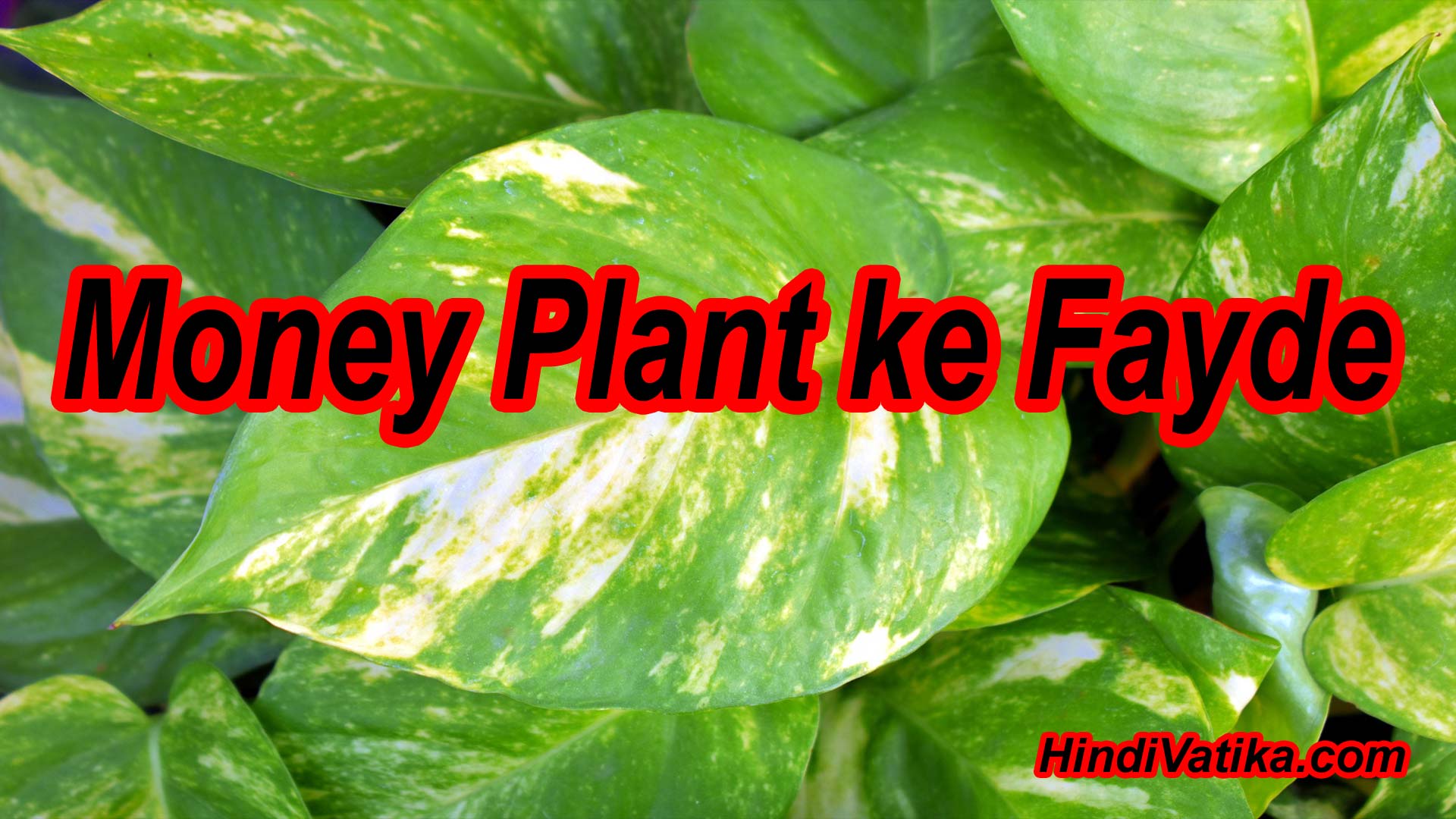 à¤®à¤¨ à¤ª à¤² à¤Ÿ à¤• à¤« à¤¯à¤¦ Benefits Of Money Mani Plant In Hindi Uses Care
